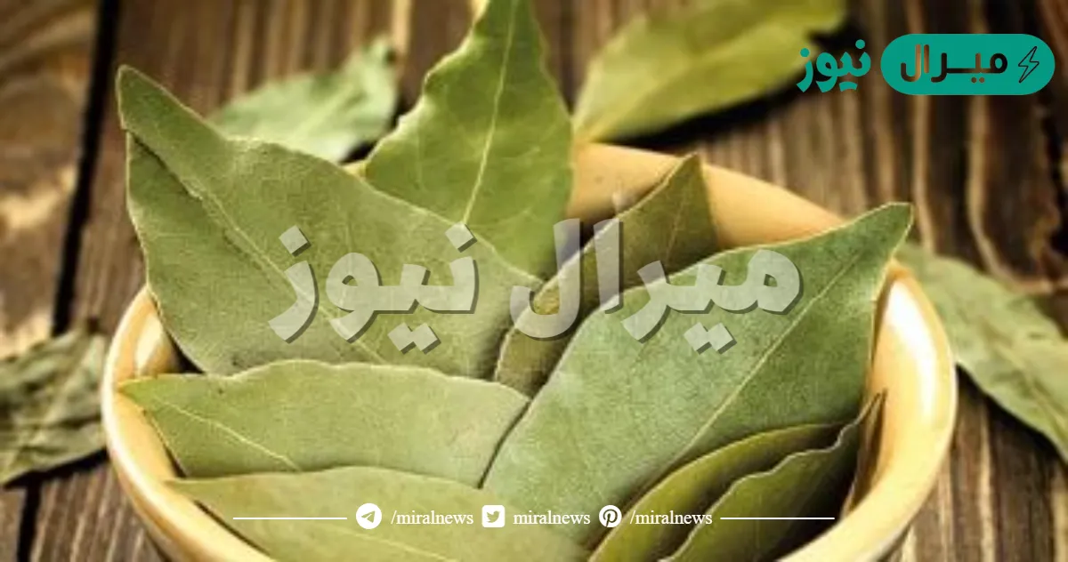 فوائد ورق الغار لجسم الانسان