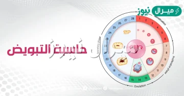 كيف اعرف ايام التبويض بعد الدورة