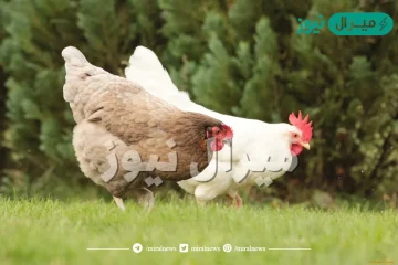 ماذا يسمى بيت الدجاج الذي يعيش فيه