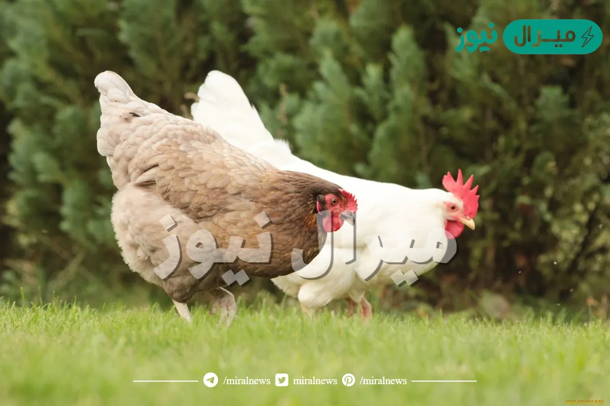 ماذا يسمى بيت الدجاج الذي يعيش فيه