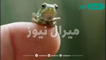 ماذا يسمى صغير الضفدع