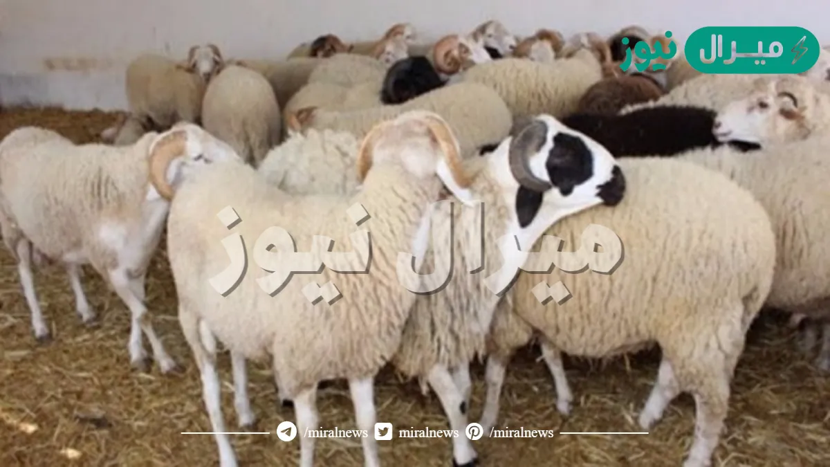 متى عيد الاضحى