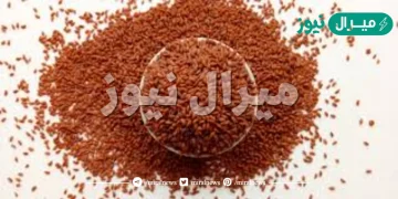 هل الرشاد ينزل الدورة