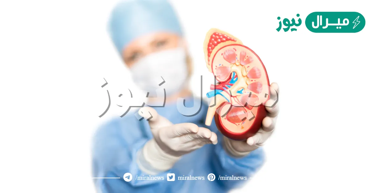 هل يمكن للانسان ان يعيش بكلية واحدة ولماذا