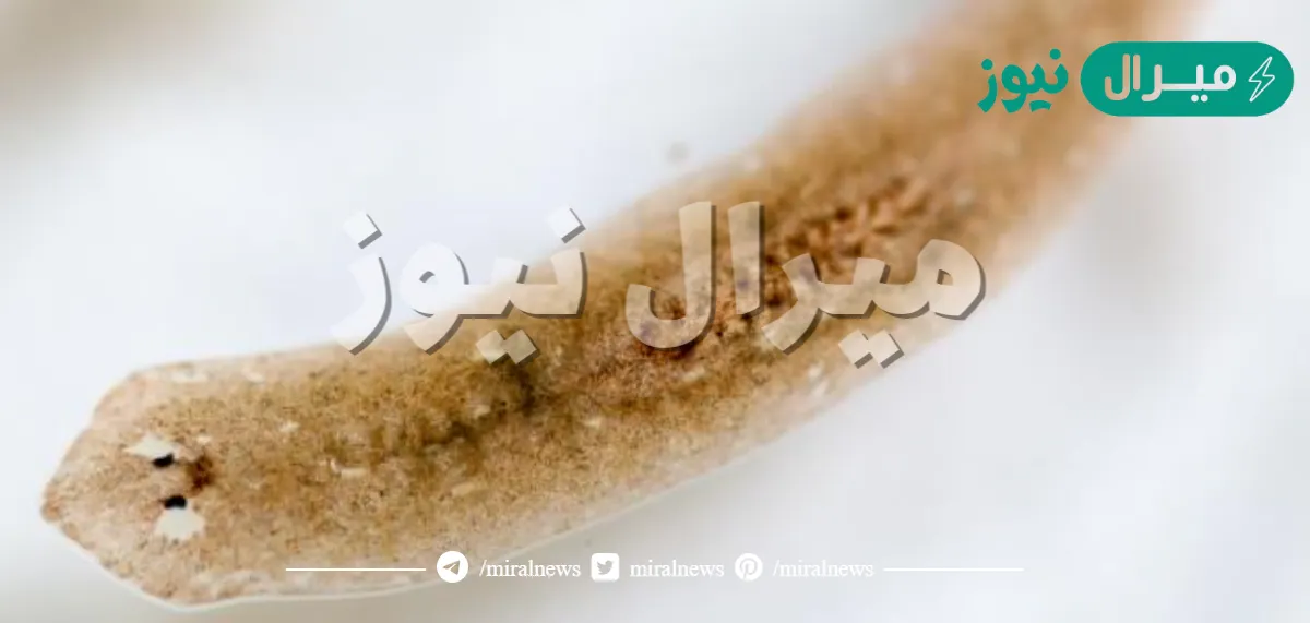 الديدان المفلطحة عديمة التجويف الجسمي