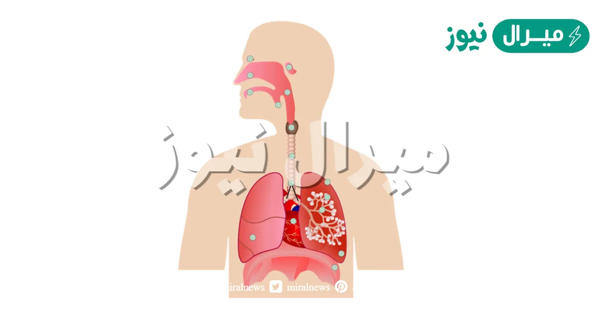 الرئه اليمنى للانسان اكبر من اليسرى