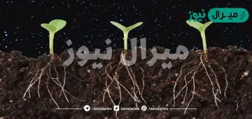 اي اجزاء النبات يعمل على تثبيته في التربة