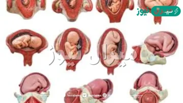 اين ينمو الجنين ويتطور؟