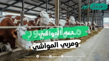 تحديث دعم صغار مربي الماشية