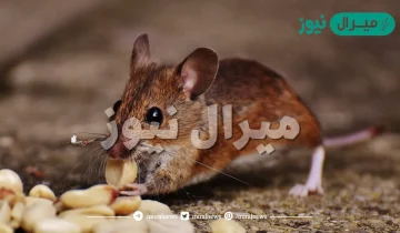 تفسير حلم الفئران في المنام