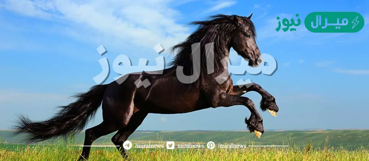 حل لغز ذكر الخيل