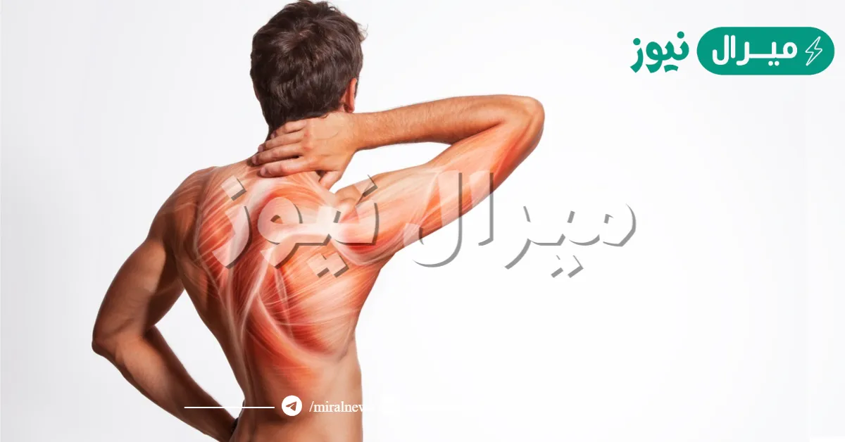 عضلات اراديه تعمل على تحريك العظام