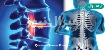 كم عدد الفقرات في العمود الفقري