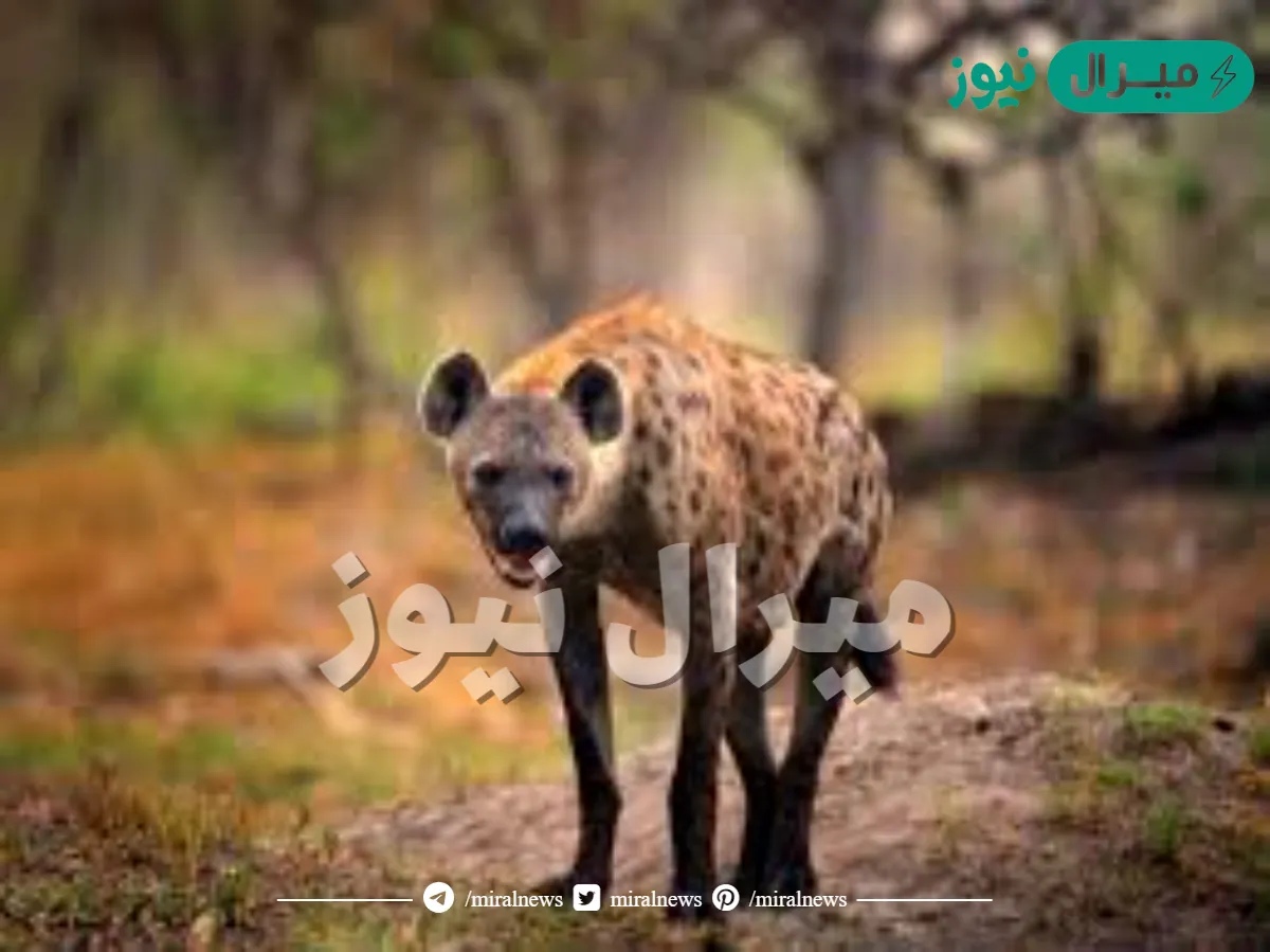 لماذا لا يتم دفن الضبع الا بوجود الشرطة او الدرك ومحضر قضائي