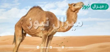 لماذا لحم الحاشي ينقض الوضوء