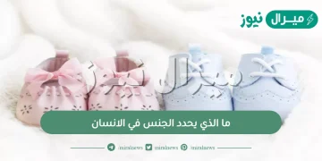 ما الذي يحدد الجنس في الانسان