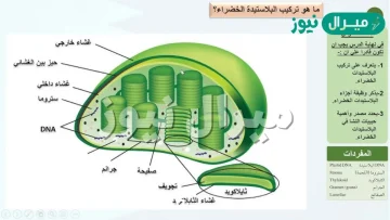 ما المادة التي يحتمل وجودها أكثر في الجدار الخلوي لمخلوق لديه بلاستيدات خضراء وأنسجة