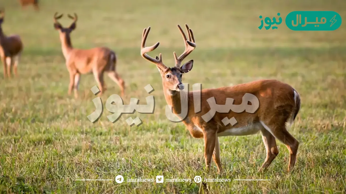 ما هو الحيوان الذي إذا تغير دمه أصبح طاهر