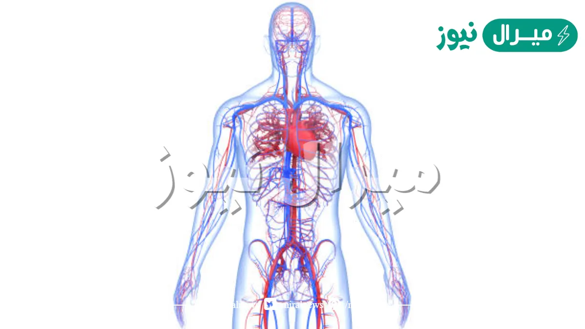 ما وظيفة جهاز الدوران؟