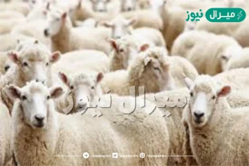 ماذا يقال عند ذبح العقيقة ؟