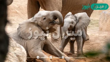 معلومات عن يوم الفيل العالمي