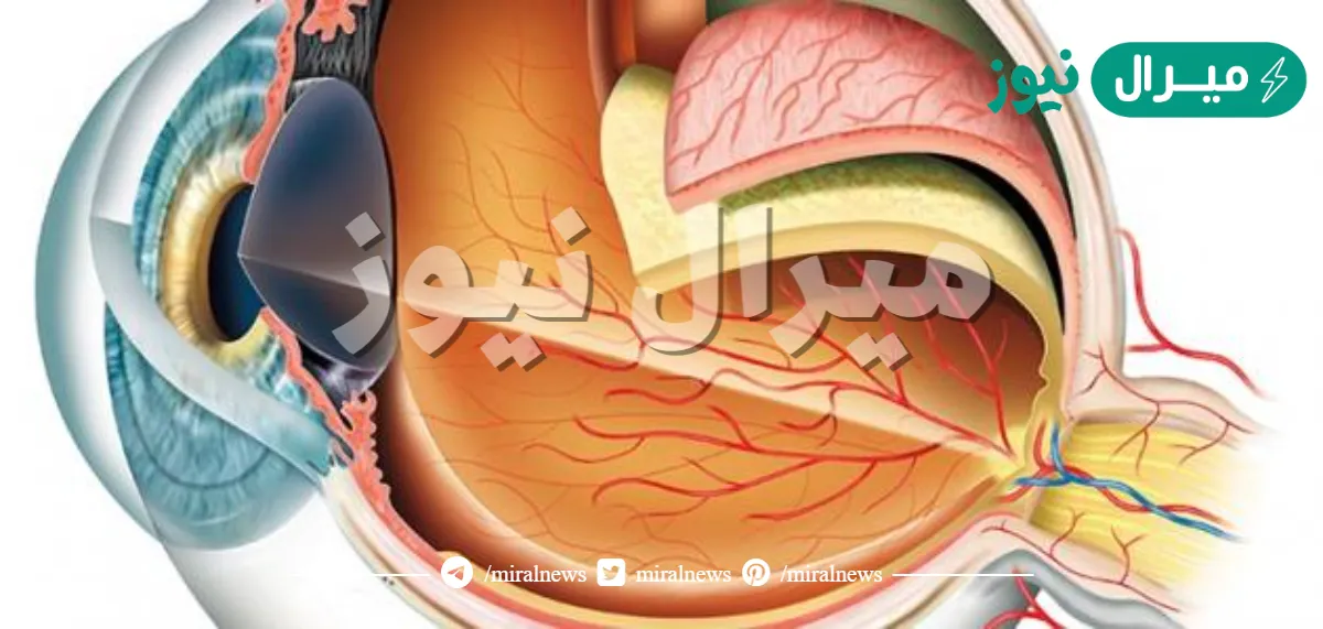 من اول من شرح تركيب العين