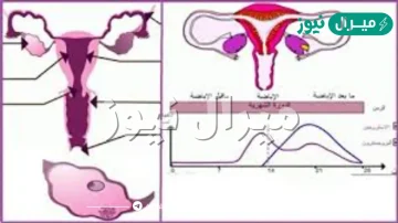 وضح ماذا يحدث لبطانة الرحم والمبيض في اثناء دورة الحيض