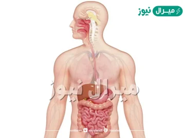 يتكون الجهاز الهضمي في الانسان من