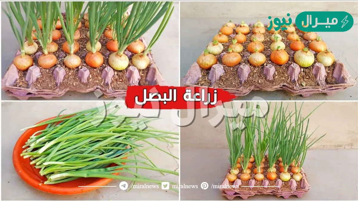 وفري وازرعيه في بيتك.. طريقة سحرية لزراعة البصل في المنزل من بصله واحدة في الثلاجة في 5 دقائق بكل احترافية مش هشتريه تاني