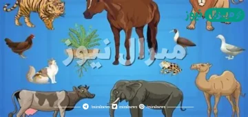 ما الذي يجعل الكائنات متماسكة على وجه الارض