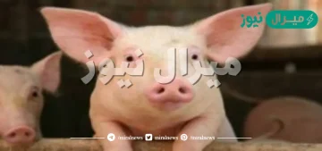 ما هو الاسم العلمي للخنزير