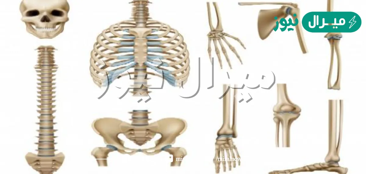 ماهو اطول واقوى عظم في جسم الانسان