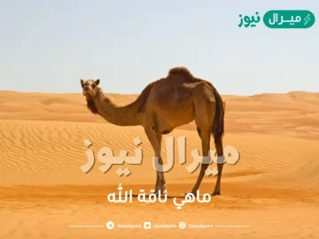 ماهي ناقة الله