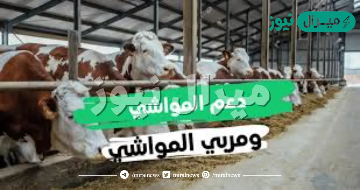 خطوات التسجيل في دعم المواشي الجديدة من ريف وشروط الدعم