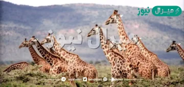 عدد فقرات رقبة الزرافة