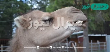 كم عدد اسنان الجمل ؟