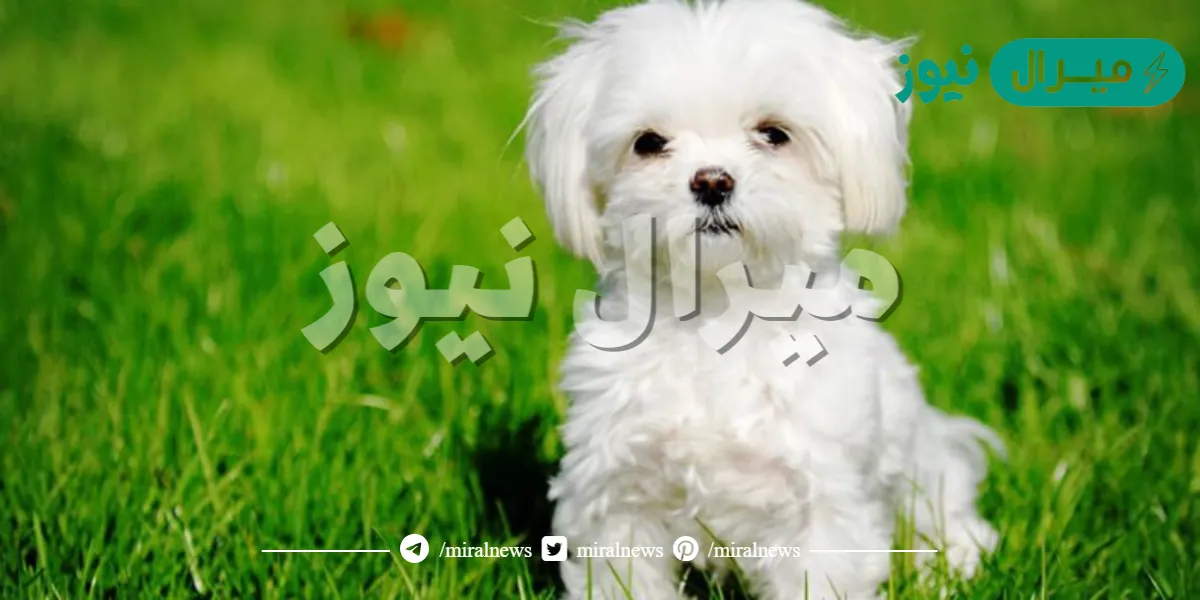 ما هو إسم صغير الكلب