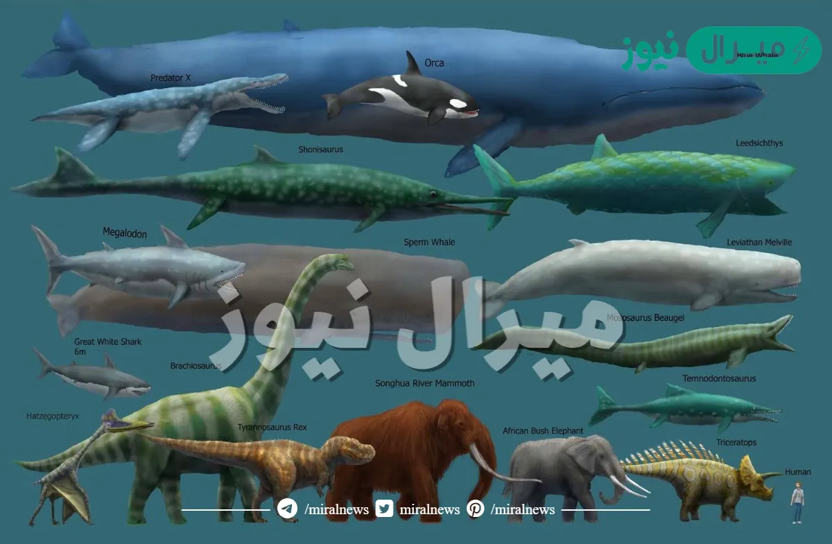 ماهو اكبر حيوان في العالم