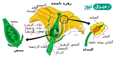 أي أجزاء الزهرة يتكون منه الثمرة؟
