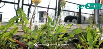 أي أجزاء النبات يعمل على تثبيته في التربة ؟