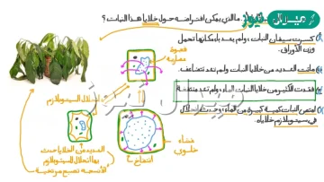 أي من خلايا النبات التالية تفقد السيتوبلازم والنواة والمكونات الحية الأخرى عند بلوغها؟