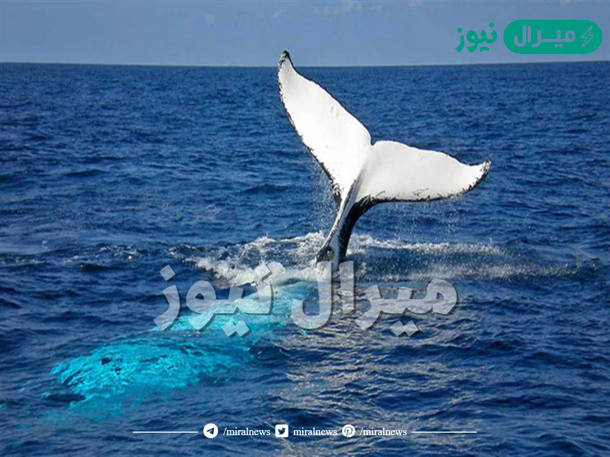 اسم النبي الذي ابتلعه الحوت