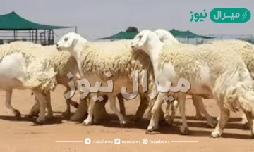 افضل انواع الخرفان في السعودية