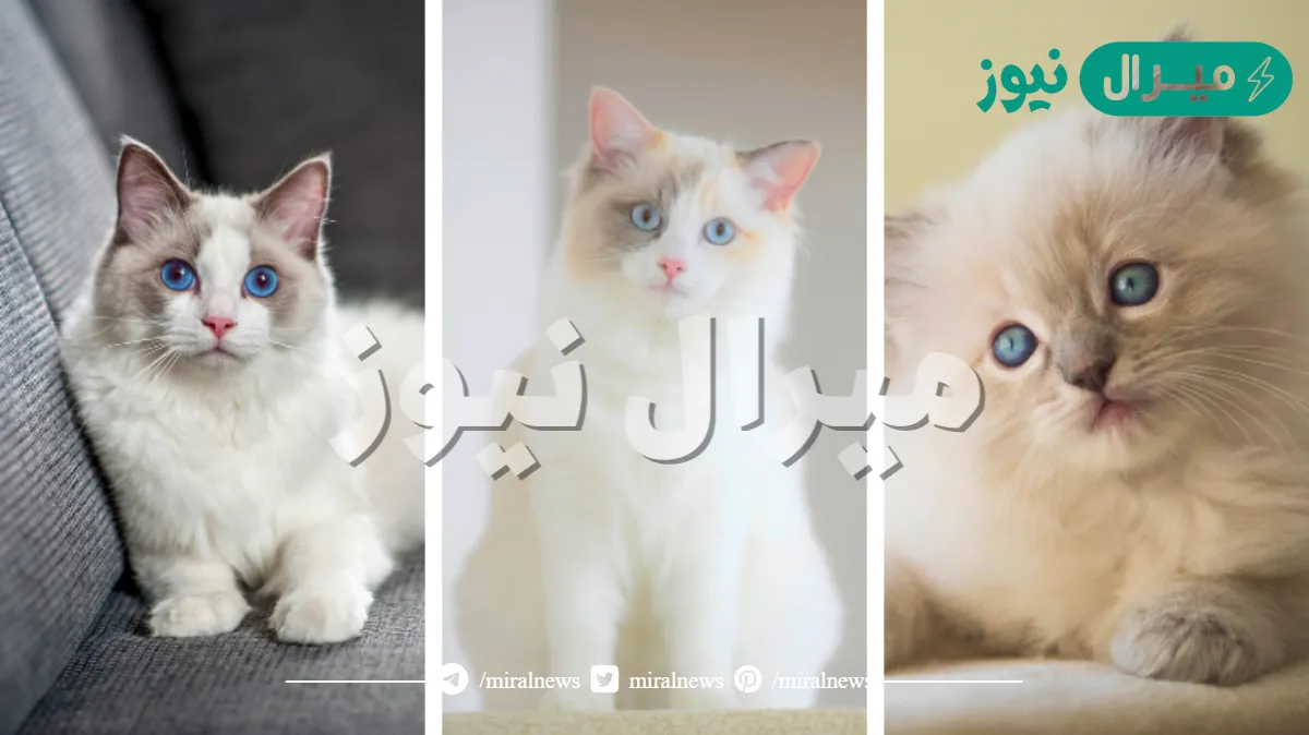 افضل انواع القطط المنزلية بالصور