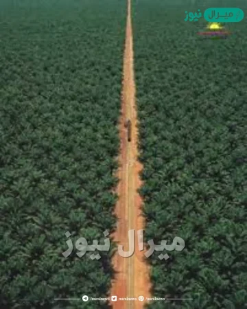 اكبر مزرعة نخيل في العالم
