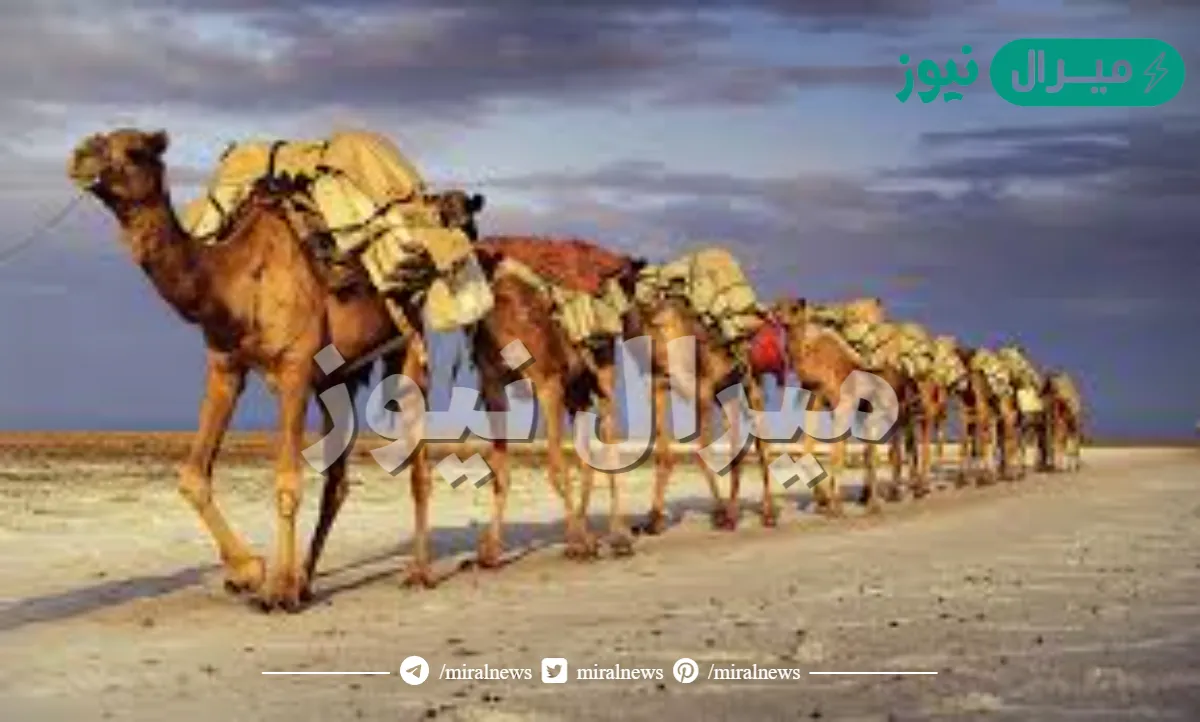 الحميدان وش يرجعون