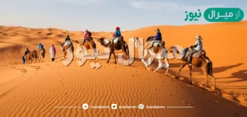 الشليمي من اي قبيله