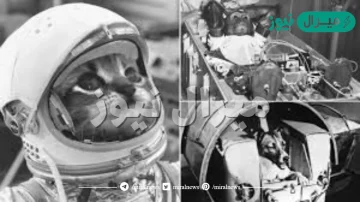 اول حيوان صعد الفضاء ؟ 1 قرد 2 كلب 3 فأر.