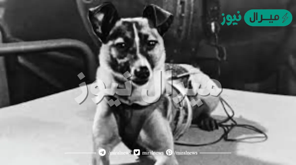 اول حيوان صعد الفضاء هو