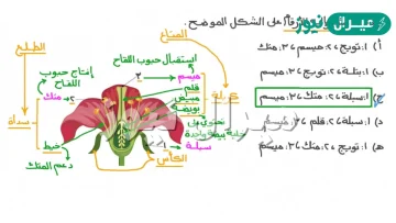 اي اعضاء الزهرة ينتج حبوب اللقاح